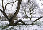Snow in Theydon